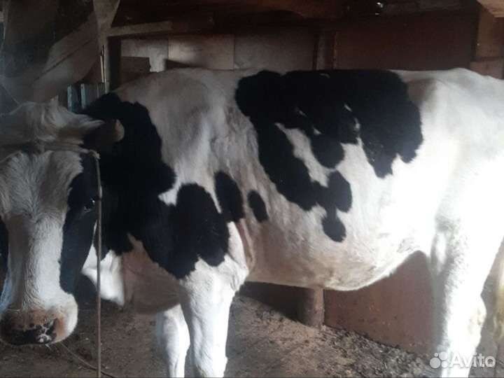 Телка 1.5 года