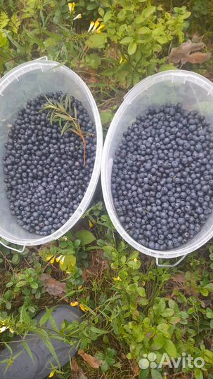 Ягоды голубика свежие.заказы на стопе