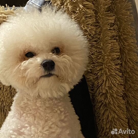 Бишон фризе вязка