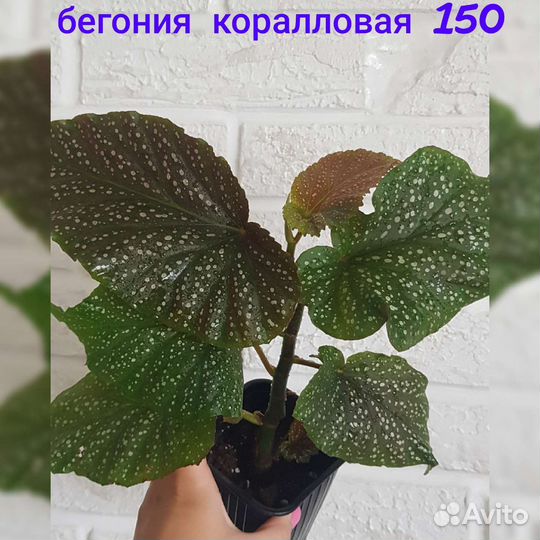 Продам цветы комнатные