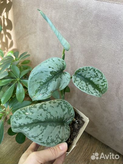 Сциндапсус, вьюн, эпипремнум, лиана