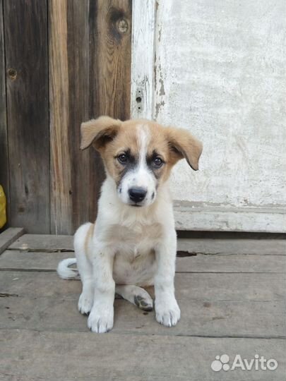 Щенок ищет дом