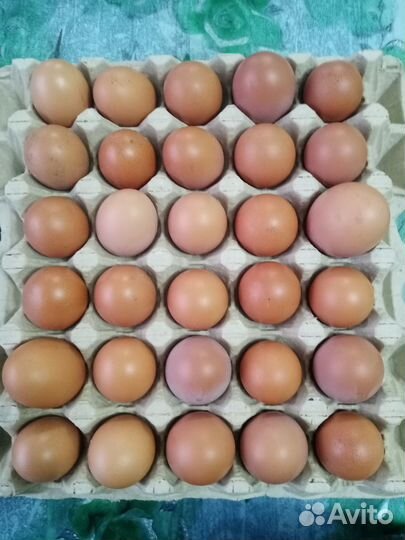 Продам домашние яйца
