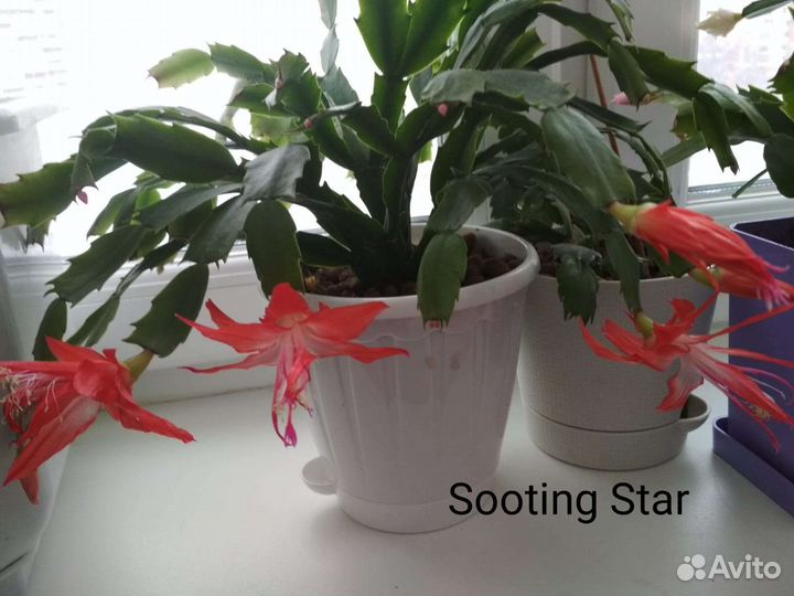 Декабрист шлюмбергера