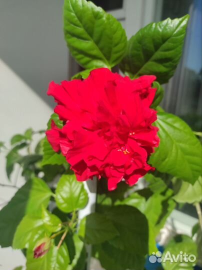 Гибискус китайская роза и абитулон