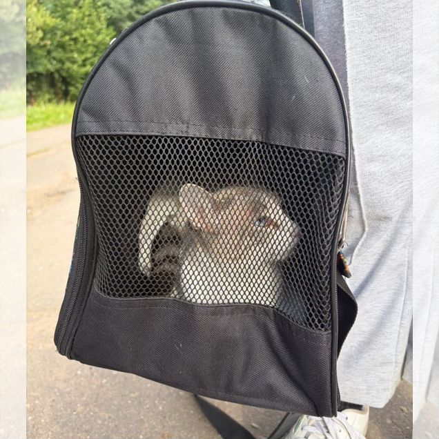 Котёнок в добрые руки