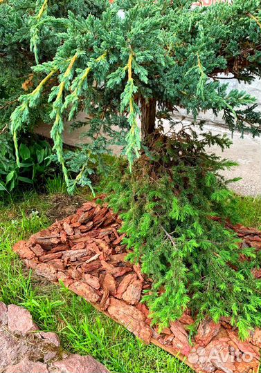 Мульча из коры лиственницы ангарской с доставкой