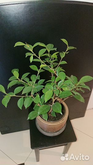 Фикус микрокарпа (Ficus microcarpa)