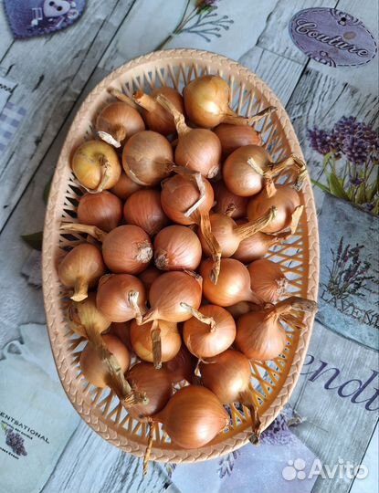 Лук семейный на посадку