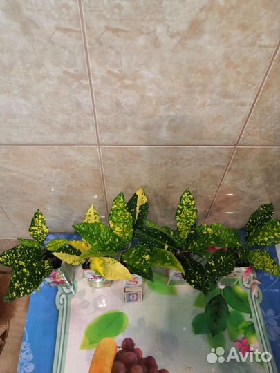 Кодиеум кротон, сорт Голд Сан