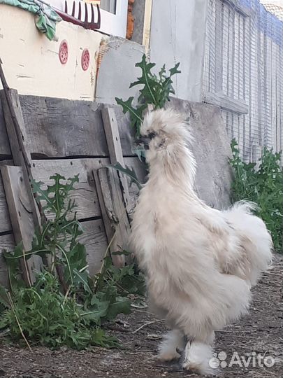 Подам петушков