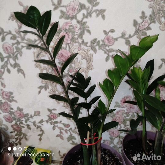 Замиокулькас