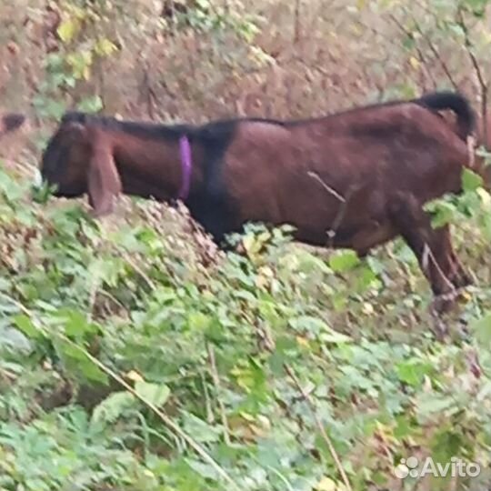Англо нубийский козел