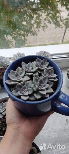 Суккуленты Эхеверия Эчеверия Космо