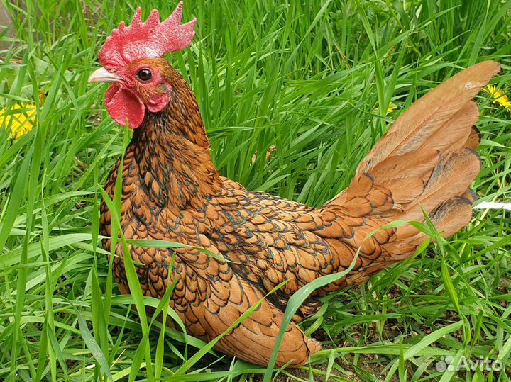 Сибрайт петушок