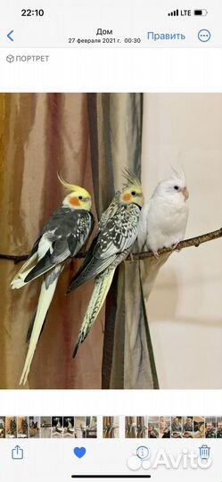 Попугай корелла птенцы