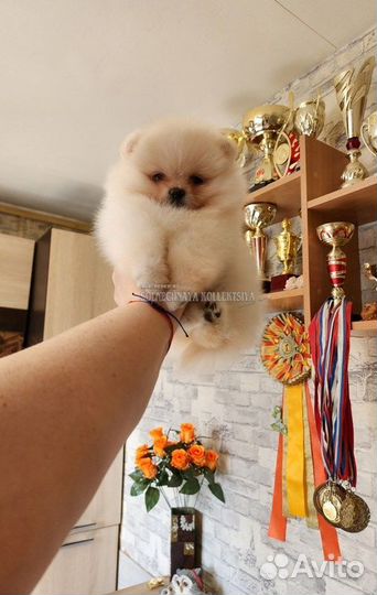 Шпиц Померанец мини кремового окраса РКФ