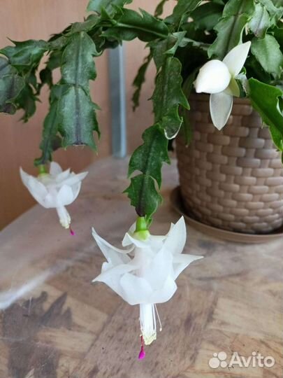 Декабрист шлюмбергера белый