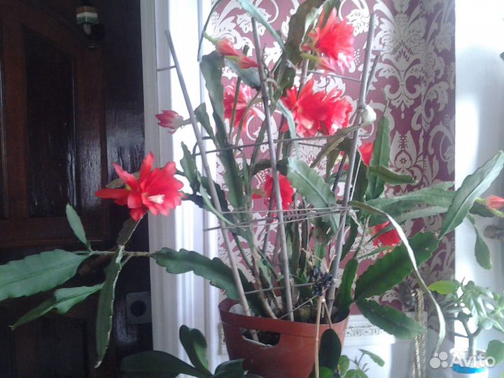 Комнатные растения