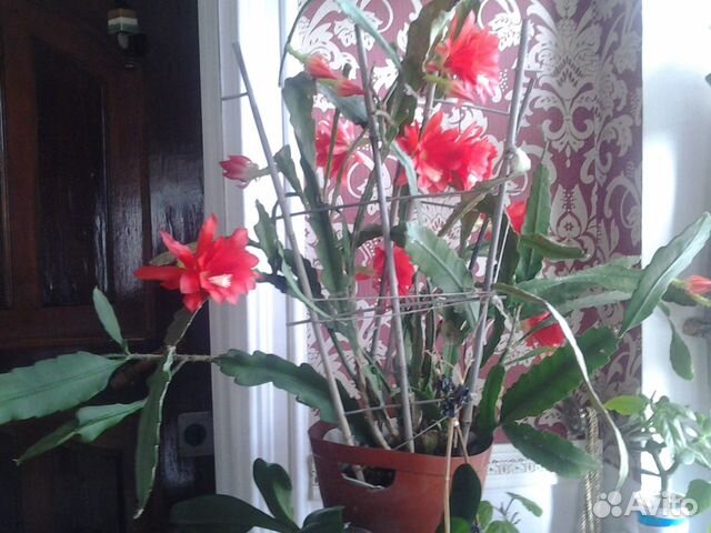 Комнатные растения