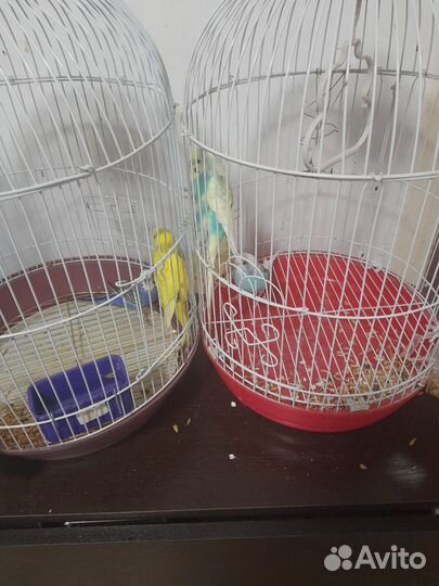 Шиншилла. Попугаи