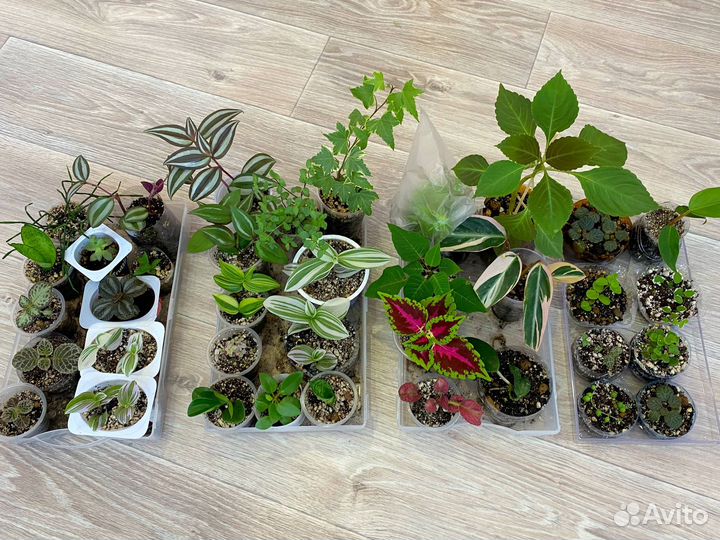 Комнатные растения обновление