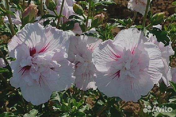 Гибискусы махровые