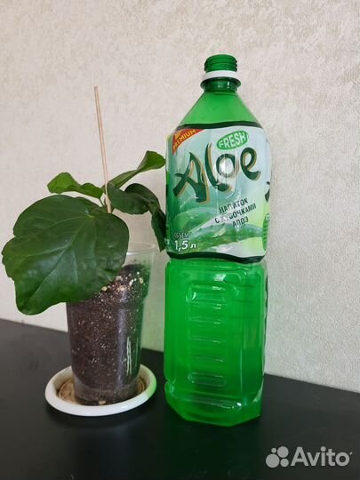 Сортовые гибискусы