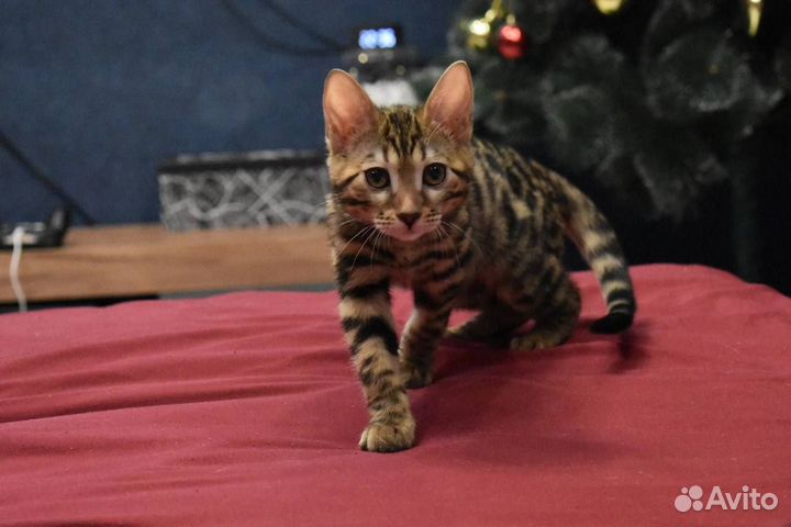 Бенгальская кошка