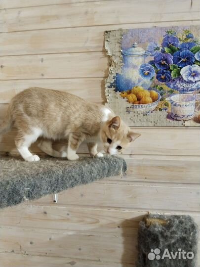 Кошечка Персея