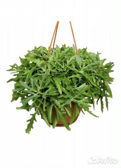 Каланхоэ рассеченнолистное (Оленьи рога)