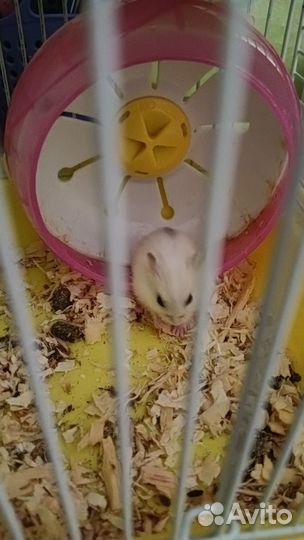 Джунгарский хомяк малыши