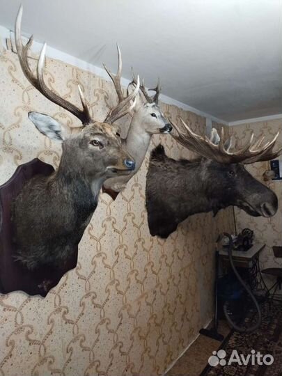 Выделка шкур, таксидермия и пошив меховых изделий