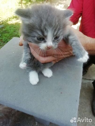 Котенок в дар бесплатно