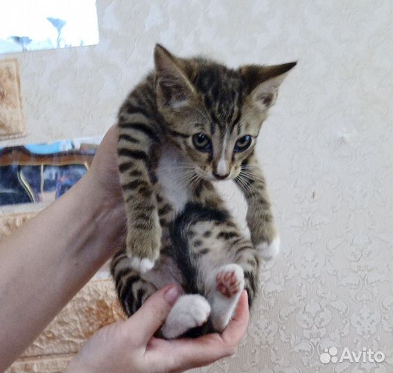 Котята в добрые руки бесплатно