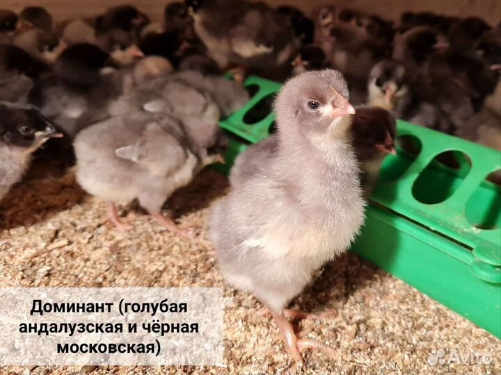 Бройлеры,цыплята, муларды,гусята,утята,индюшата