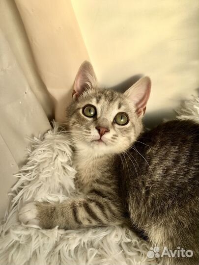 Котенок в дар