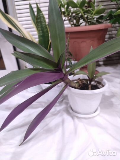 Цветок с горшком