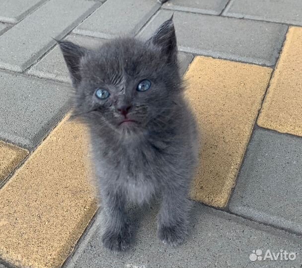 Котенок Дымок