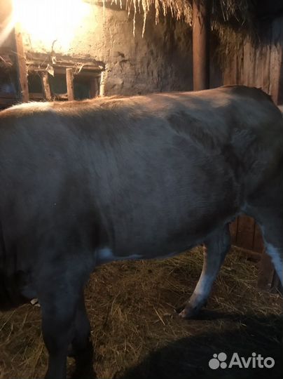 Телка стельная