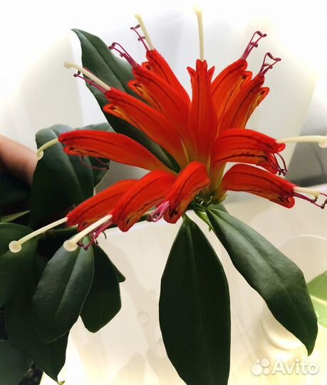 Эсхинантус