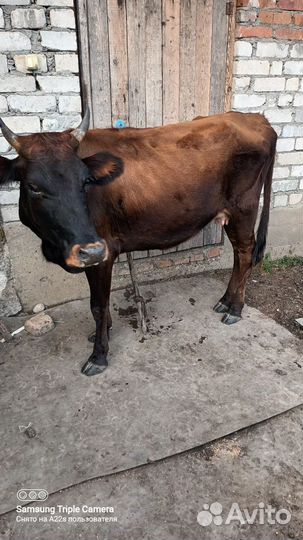 Телки стельные