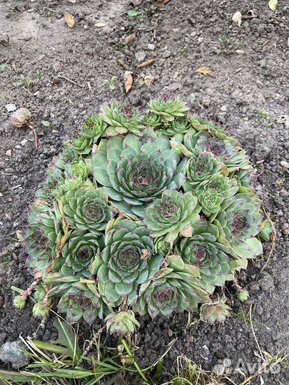 Суккулент Молодило