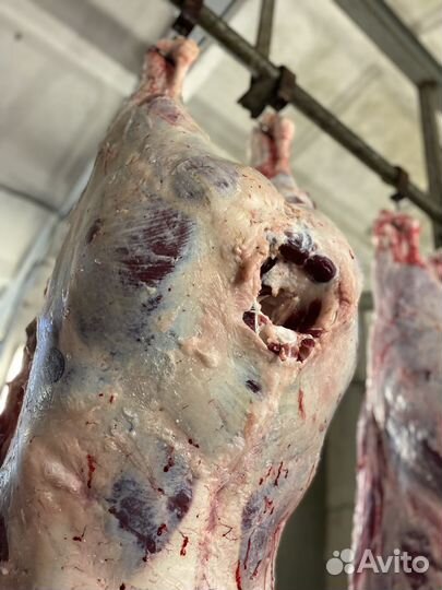 Туши мясной говядины породы оптом