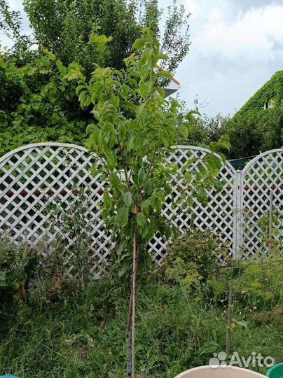 Персик, миндаль, груши, шарафуга и др