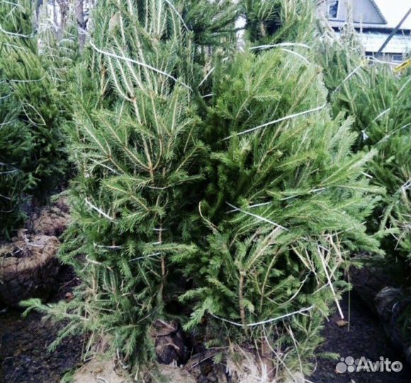 Ель обынковенная