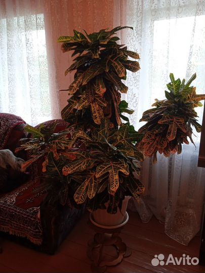 Кодиеум кротон пёстрый