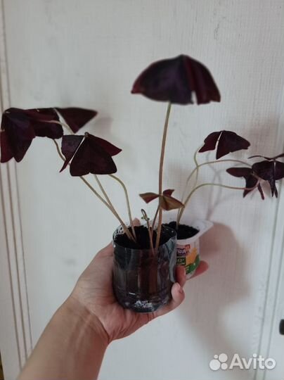 Оксалис/кислица