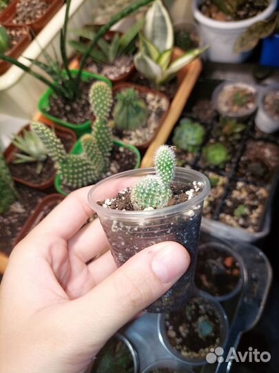 Кактусы и суккуленты