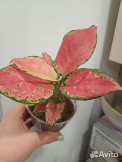 Аглаонема ред стар